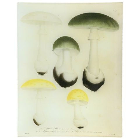 John Derian Plate Mushroom 23