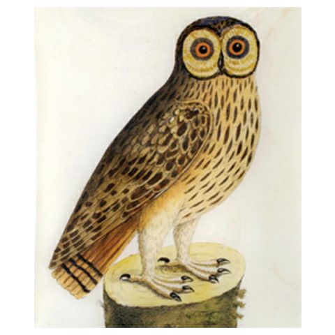 John Derian Plate Great Brown Owl