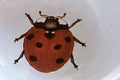 Astier de Villatte John Delian Bowl Ladybug